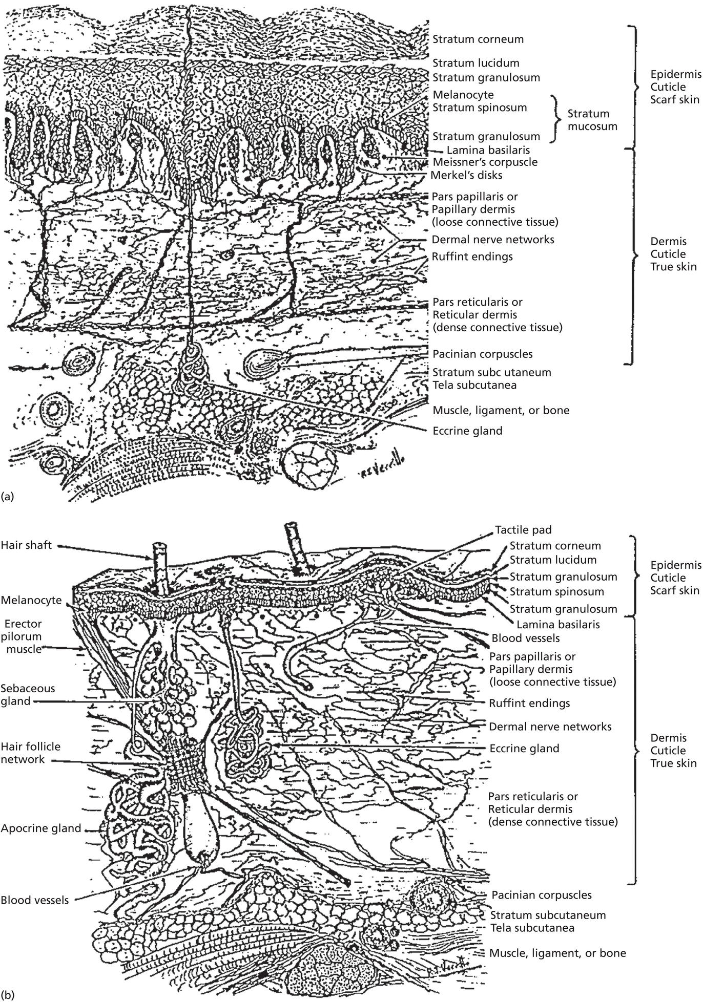 4: The Somatosensory System And Sensitive Skin | Plastic Surgery Key