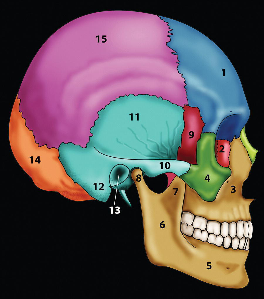 A diagram shows a side view of a human skull with regions numbered 1 to 15, colored in various shades.