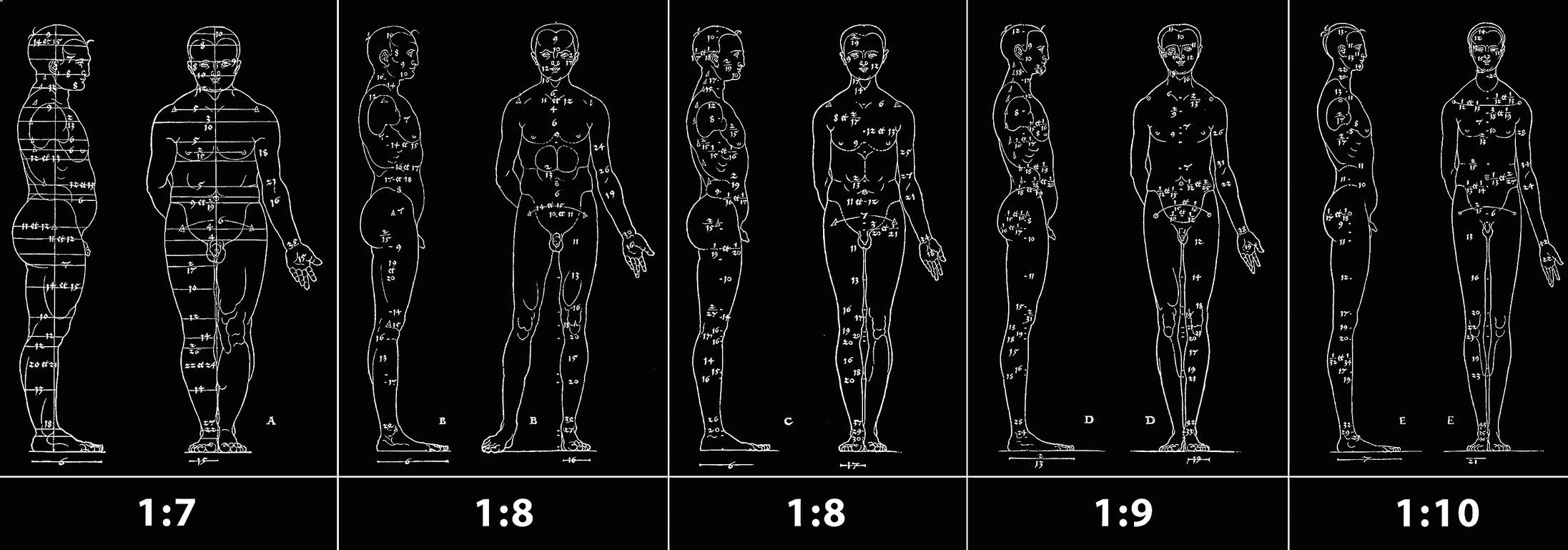 Five diagrams of male figures in various proportions are depicted from the side and front, each labeled with scale ratios ranging from 1:7 to 1:10 for anatomical reference.