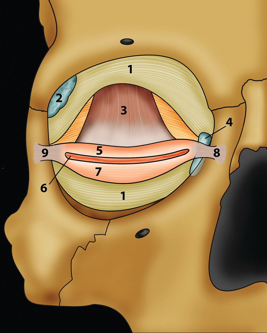 An illustration showing the internal view of a joint with labeled parts, including numbers 1 through 9. The image highlights various structures, including ligaments and cartilage in distinct colors.