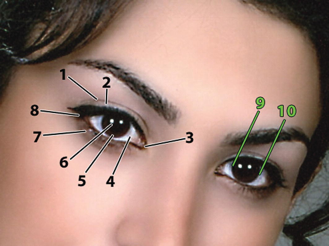 A closer view of a woman's eyes with numbered labels indicating specific facial features. Labels highlight details around the eyes and eyebrows for anatomical reference.