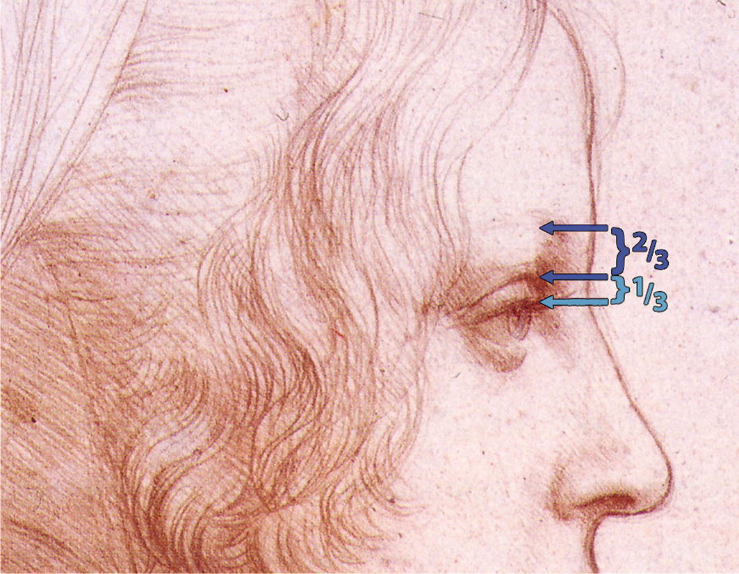 A diagram of a woman’s face with emphasis on her eye, featuring measurement lines indicating two-thirds and one-third proportions.