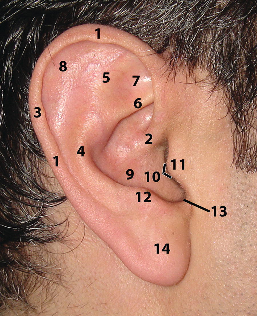 A closer view of a human ear from the side, with numbered labels indicating various anatomical features.