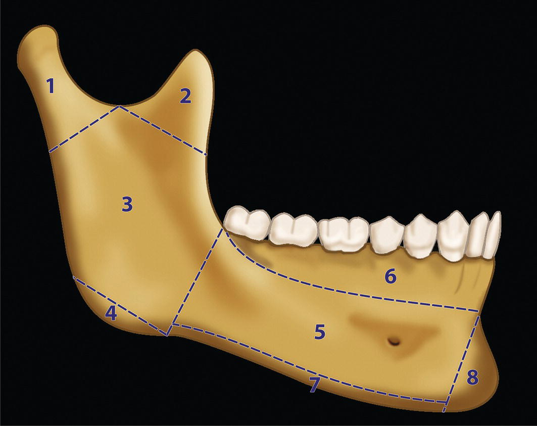 An image of the upper jaw with labeled teeth and key mandibular subunits indicates dental and anatomical structures.