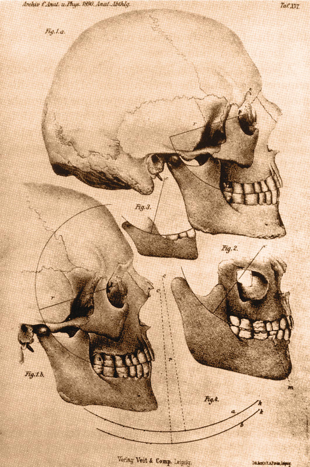 A diagrammatic representation of curve of Spee or sagittal curve of the occlusion skull.