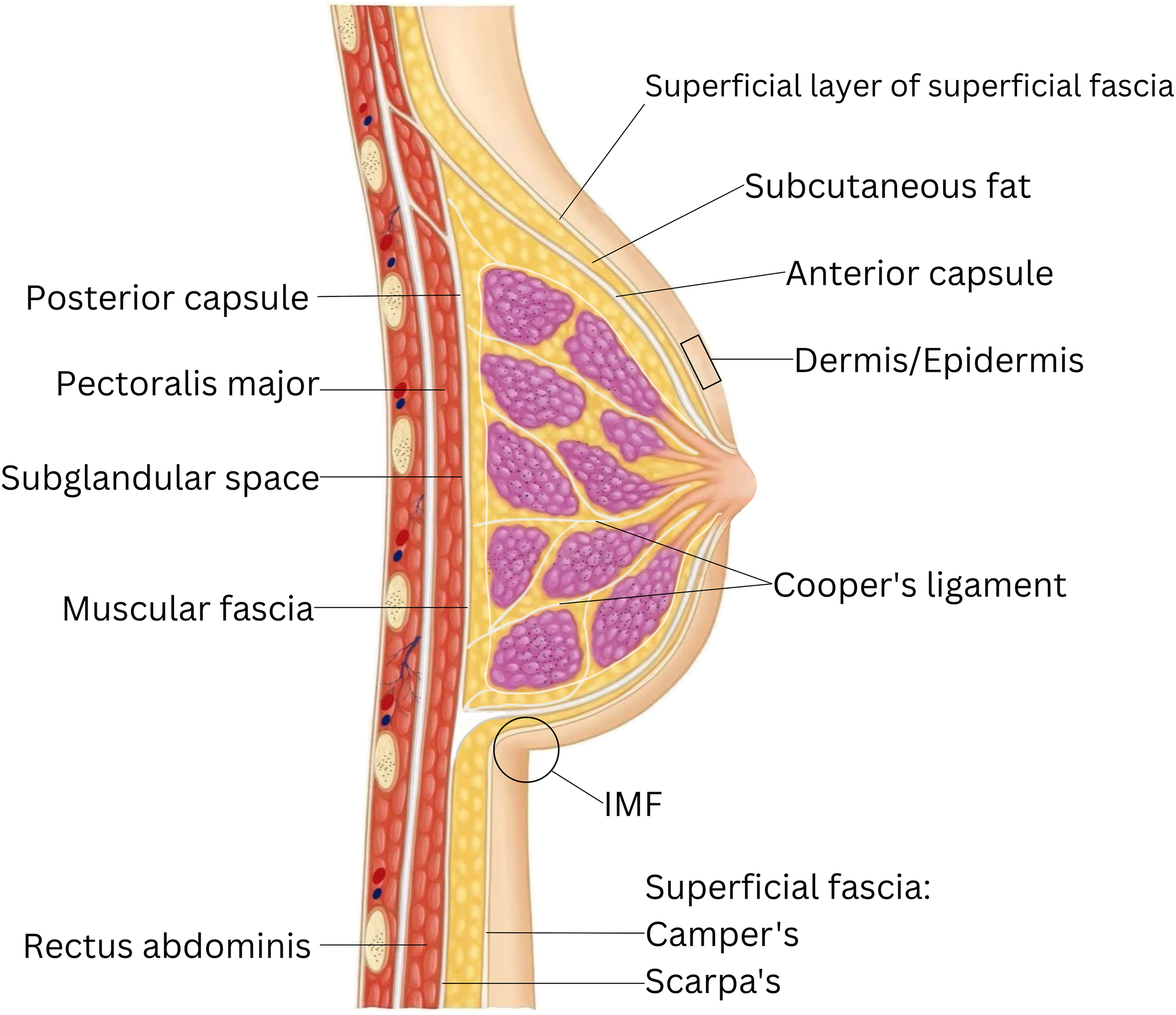 A diagram shows a cross section of the female breast anatomy. It details layers from the rectus abdominis and pectoralis major muscles to the subcutaneous fat, cooper's ligament, and dermis.