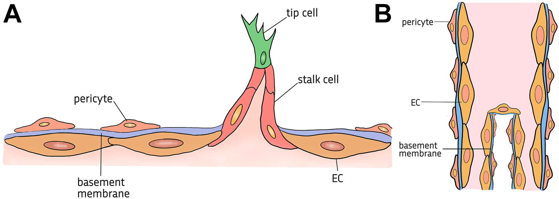 A two-panel diagram. Panel A shows a side view with labeled pericyte, basement membrane, EC, stalk cell, and tip cell. Panel B shows a front view with labeled pericyte, EC, and basement membrane.
