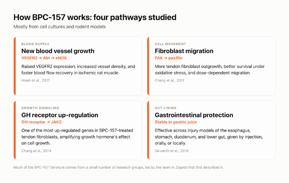 Diagram of four BPC-157 pathways: VEGFR2-Akt-eNOS blood vessel growth, FAK-paxillin fibroblast migration, growth hormone receptor up-regulation, and gastrointestinal protection